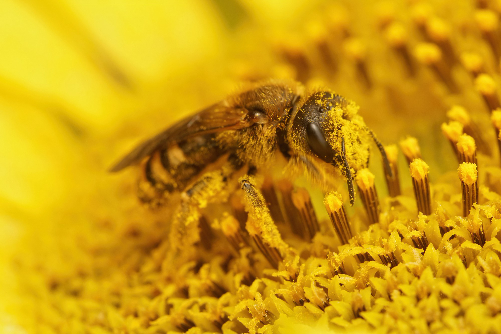 Propolis Nedir Faydaları Kullanımı ve Yan Etkileri